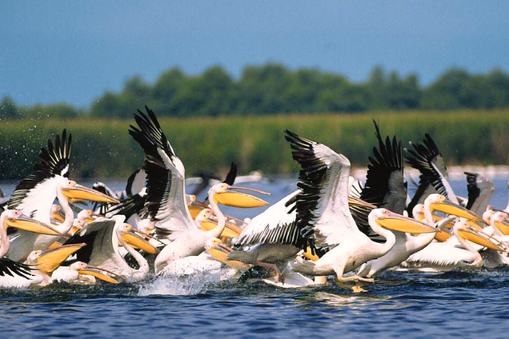 Pelicans on the Danube Delta, Romania