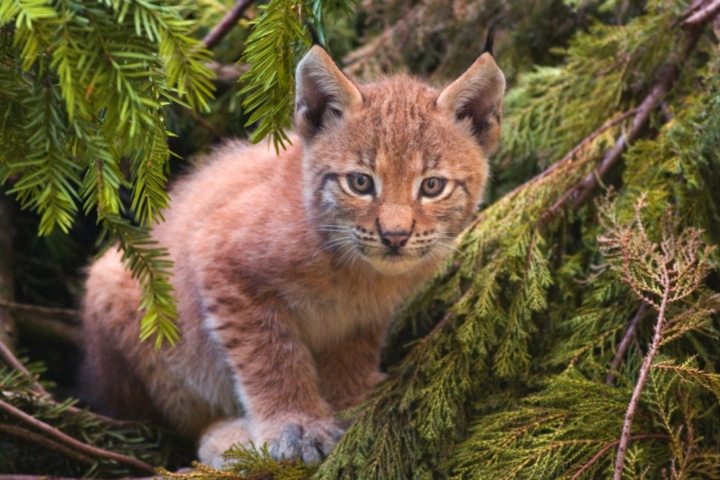 Eurasian lynx, Transylvania